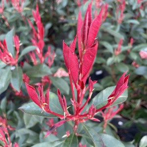 PHOTINIA CARRE ROUGE 5ltr